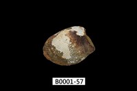 藏品(銀錦蛤)的圖片